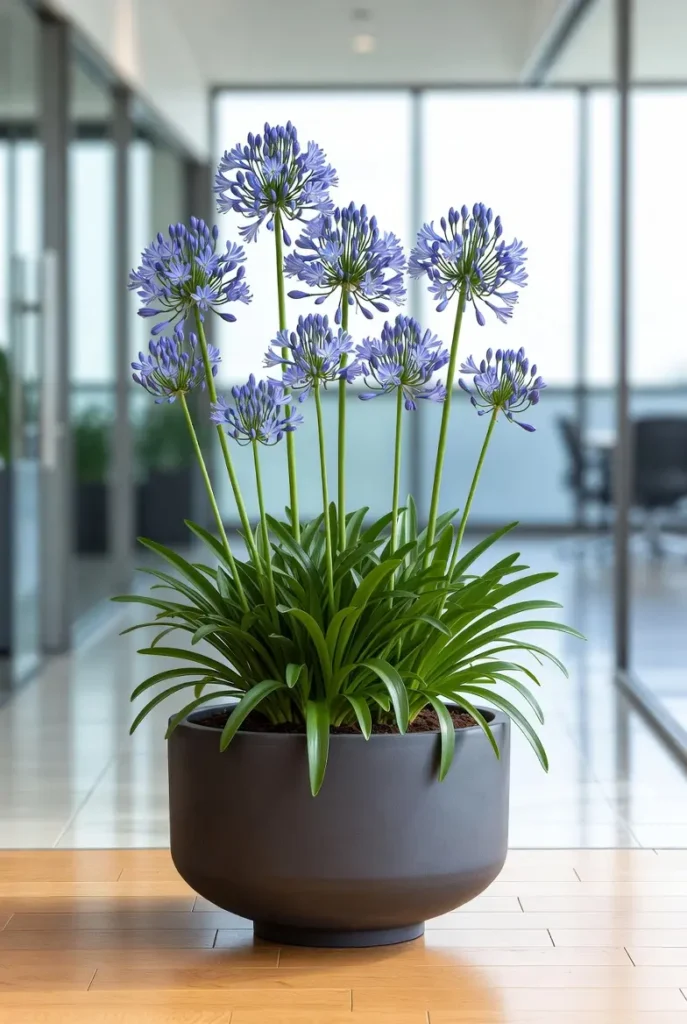 image de la plante Agapanthus pour symboliser le nom du bureau