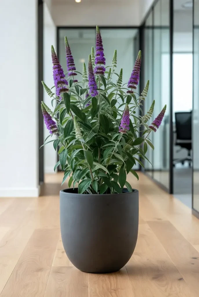 image de la plante Buddleia pour symboliser le nom du bureau