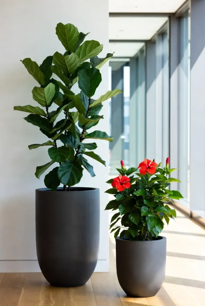 image des plantes Ficus-Hibiscus.pour symboliser le nom des bureaux