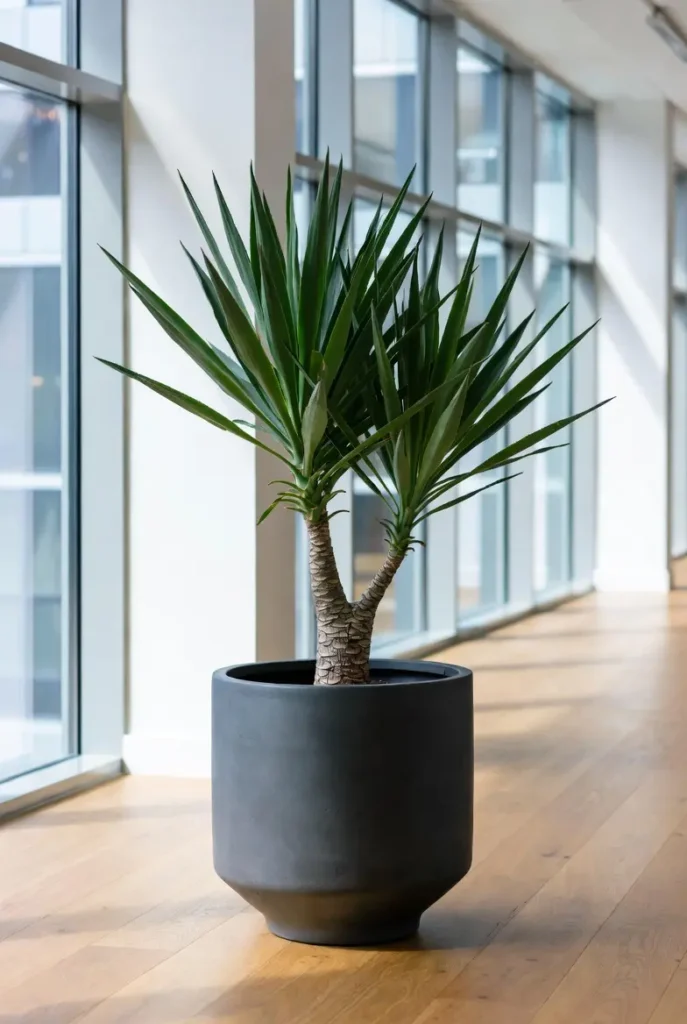 image de la plante Yucca pour symboliser le nom du bureau