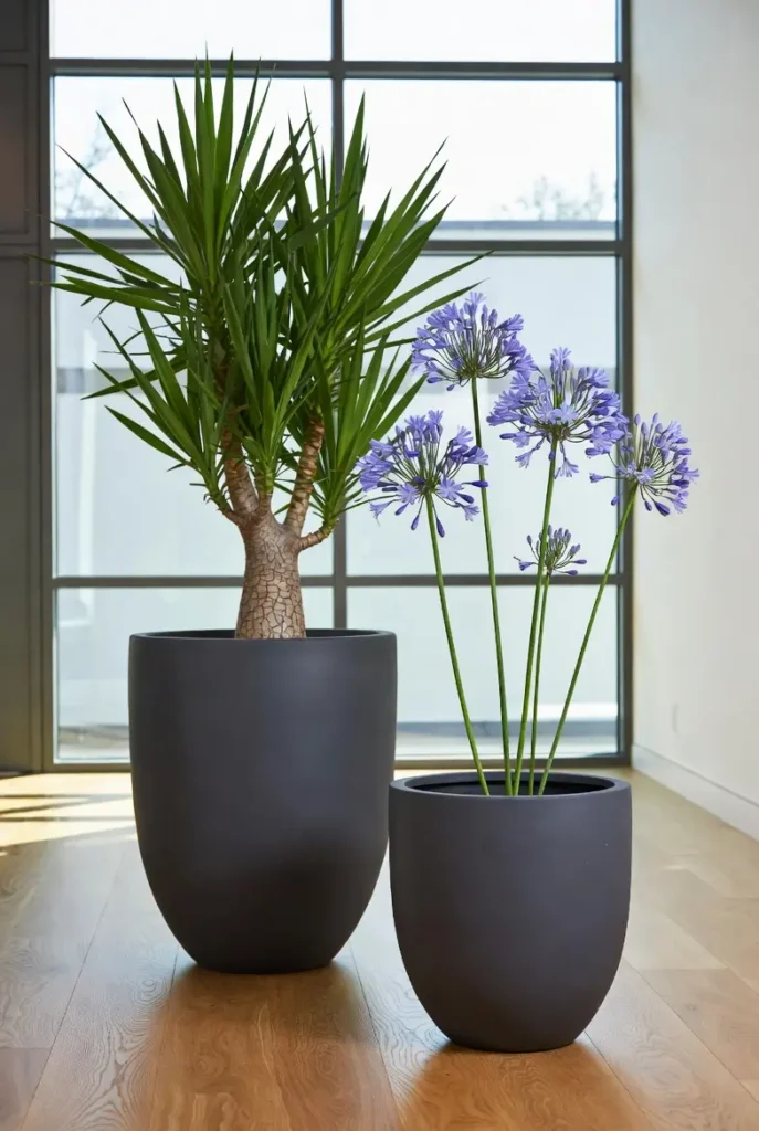 image des plantes Yucca-Agapanthus pour symboliser le nom des bureaux